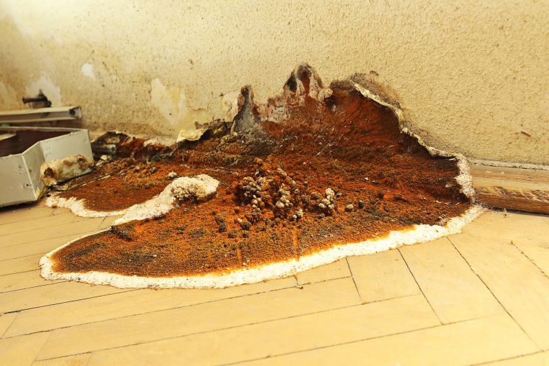 Dry Rot Repair in Overland Park, KS