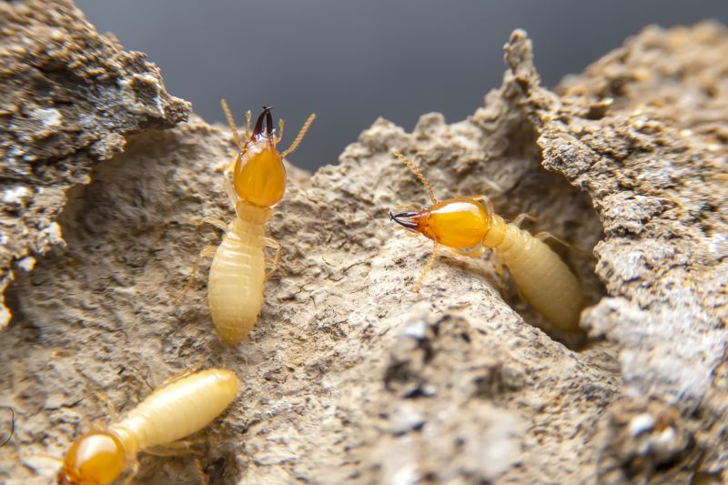 Pest Damage Repair in Indianapolis, IN