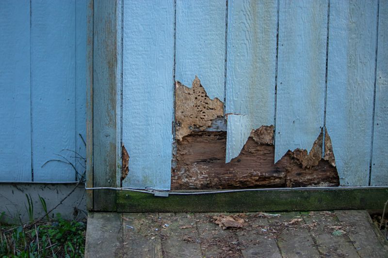 Pest Damage Repair in Olathe, KS