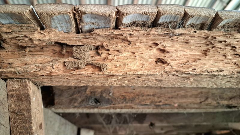 Termite Damage Restoration in Longmont, CO