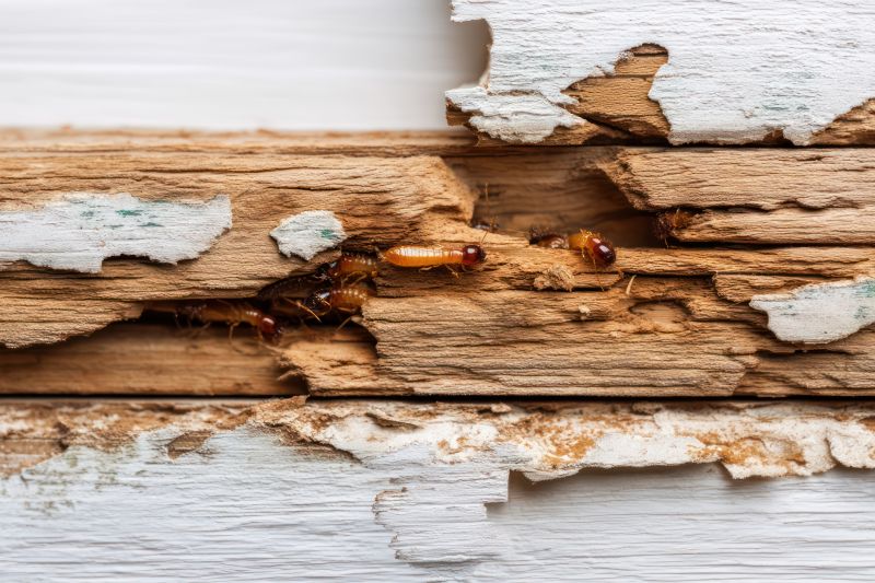 Termite Damage Restoration in Wilmington, NC