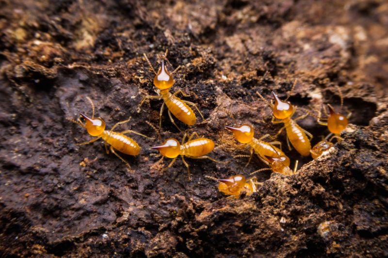 Termite Damage Restoration in Kansas City, KS