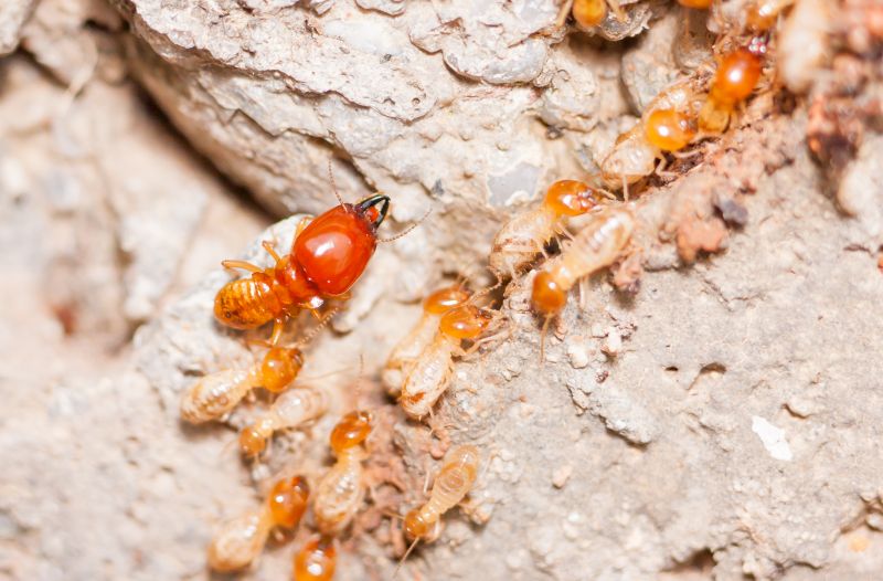 Termite Damage Restoration in Kansas City, KS