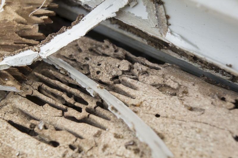 Wood Decay Removal in Denver County, CO