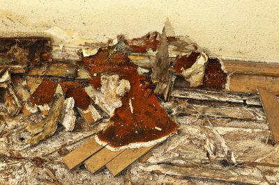 Wood Decay Removal in Olathe, KS